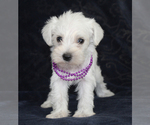 Small #2 Schnauzer (Miniature)
