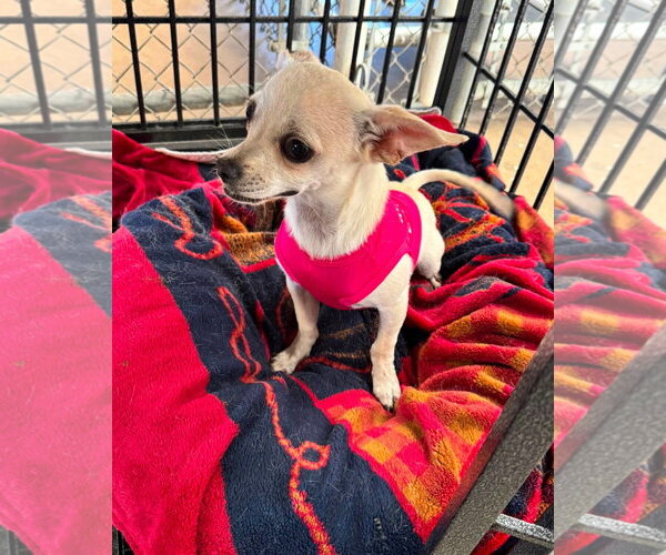 Medium Photo #7 Chihuahua-Unknown Mix Puppy For Sale in Grafton, WI, USA
