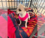 Small #6 Chihuahua Mix