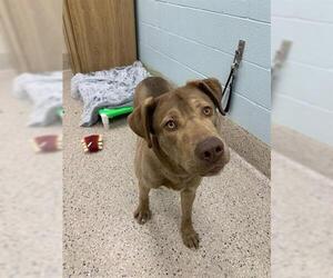 Catahoula Leopard Dog Dogs for adoption in Brighton, CO, USA