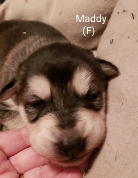 Medium Photo #1 Alaskan Malamute Puppy For Sale in HARRISON, ME, USA