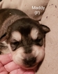 Small Photo #1 Alaskan Malamute Puppy For Sale in HARRISON, ME, USA