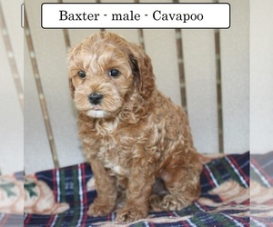 Cavapoo Puppy for sale in CLARKRANGE, TN, USA