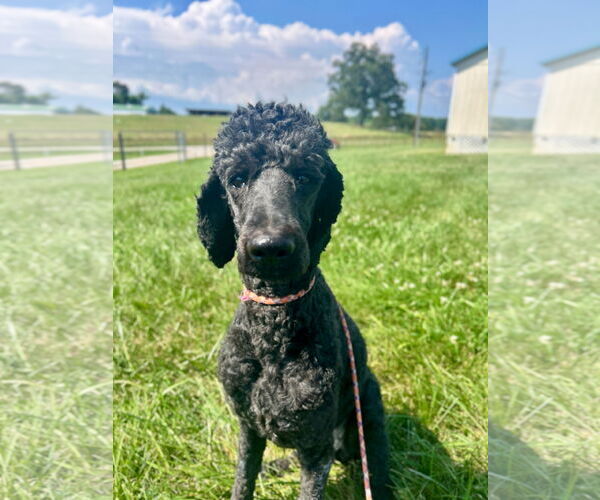 Medium Photo #3 Poodle (Standard) Puppy For Sale in Pacolet, SC, USA