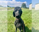Small #2 Poodle (Standard)