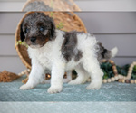Small #2 Poodle (Miniature)