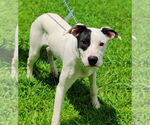 Small #5 Great Dane-Pointer Mix
