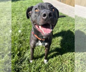 Russell - Male Border Collie-Staffordshire Bull Terrier Mix Dog for Adoption - Photo #2
