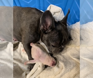 Mother of the French Bulldog puppies born on 09/29/2022