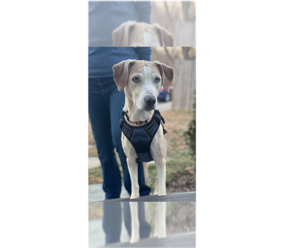 Medium Photo #6 Labrador Retriever-Unknown Mix Puppy For Sale in Greenbelt, MD, USA
