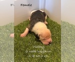 Puppy Victory American Bulldog
