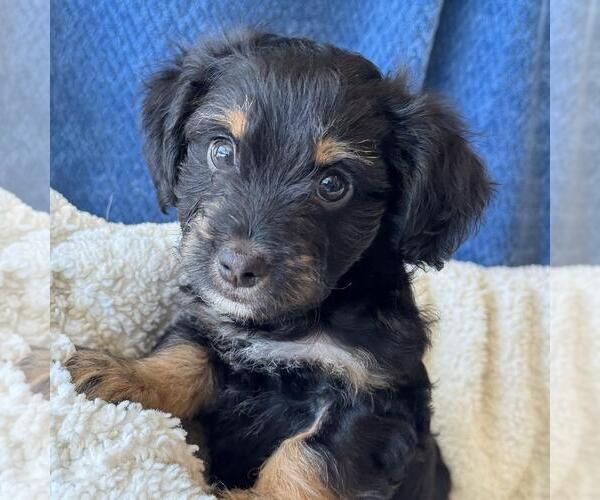 Medium Photo #11 Chihuahua-Colonial Cocker Spaniel Mix Puppy For Sale in San Diego, CA, USA