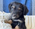 Small #10 Chihuahua-Colonial Cocker Spaniel Mix