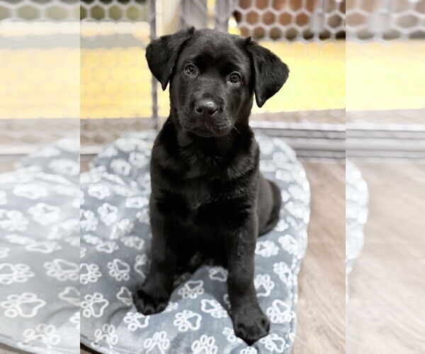 Medium Photo #1 Labrador Retriever-Unknown Mix Puppy For Sale in Bellevue, WA, USA
