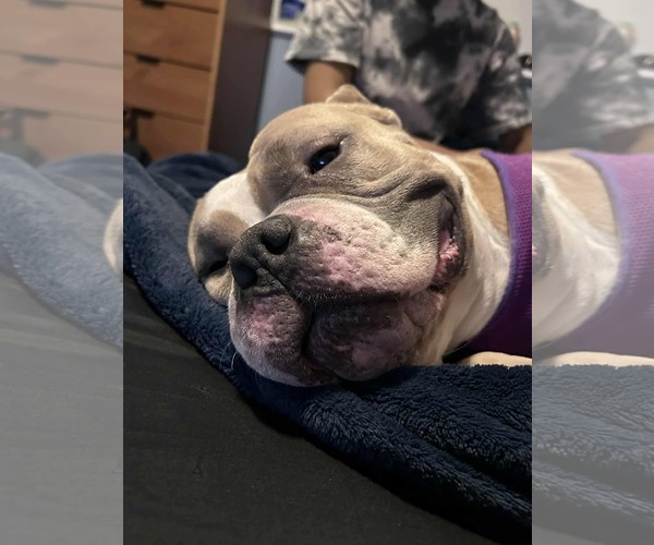 Medium Photo #12 Bulldog-Unknown Mix Puppy For Sale in Germantown, OH, USA