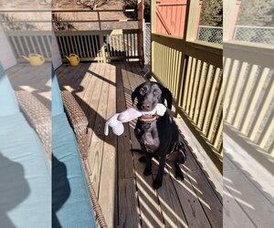 German Shorthaired Pointer-Unknown Mix Dogs for adoption in Franklin, North Carolina, NC, USA