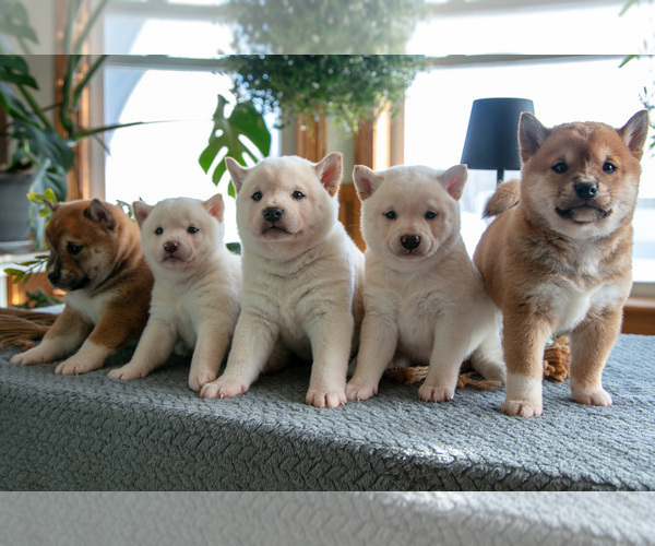Medium Photo #1 Shiba Inu Puppy For Sale in SHILOH, OH, USA