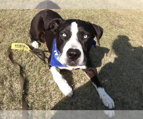 Medium Photo #2 Labsky Puppy For Sale in Grand Prairie, TX, USA