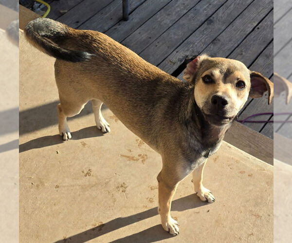Medium Photo #2 Labrador Retriever-Unknown Mix Puppy For Sale in San Antonio, TX, USA