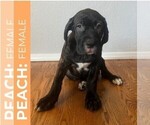 Puppy Peach Cane Corso
