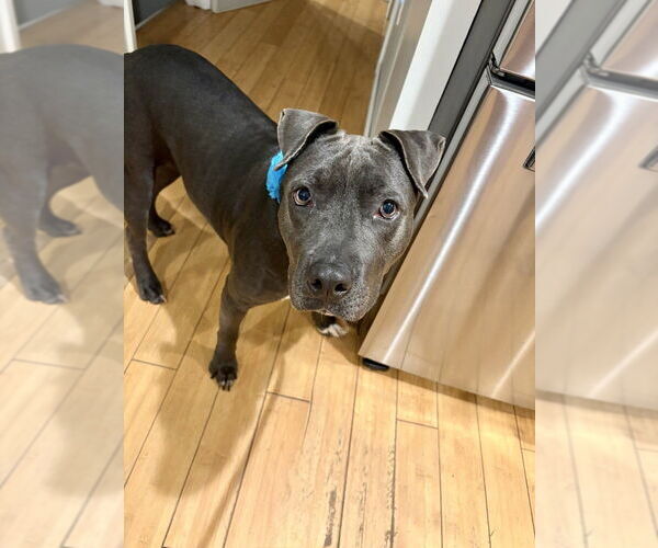 Medium Photo #6 American Pit Bull Terrier-Unknown Mix Puppy For Sale in Boston, MA, USA