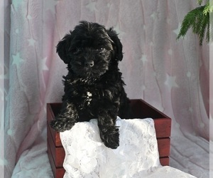 YorkiePoo Puppy for sale in MILLERSBURG, OH, USA
