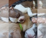 Small Photo #11 Boston Terrier Puppy For Sale in ANNISTON, AL, USA