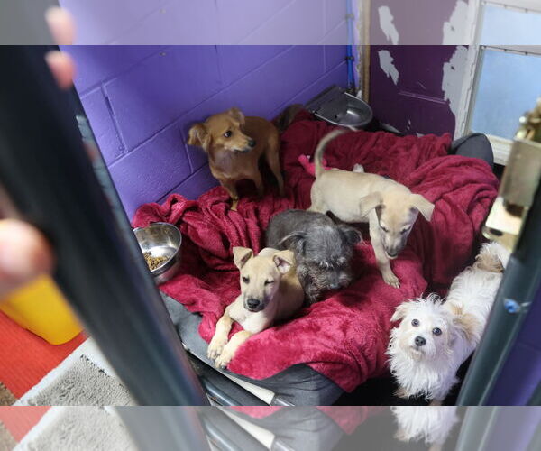 Medium Photo #18 Huskies -Labrador Retriever Mix Puppy For Sale in Sebec, ME, USA