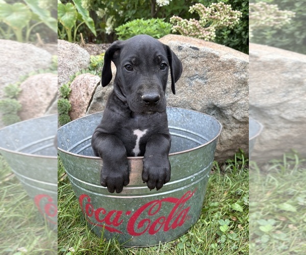 Medium Photo #3 Great Dane Puppy For Sale in MIDDLEBURY, IN, USA