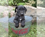 Small #2 Great Dane