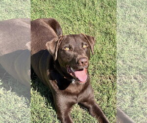 Labrador Retriever-Unknown Mix Dogs for adoption in Greenville, SC, USA