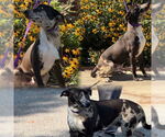 Small Catahoula Leopard Dog Mix