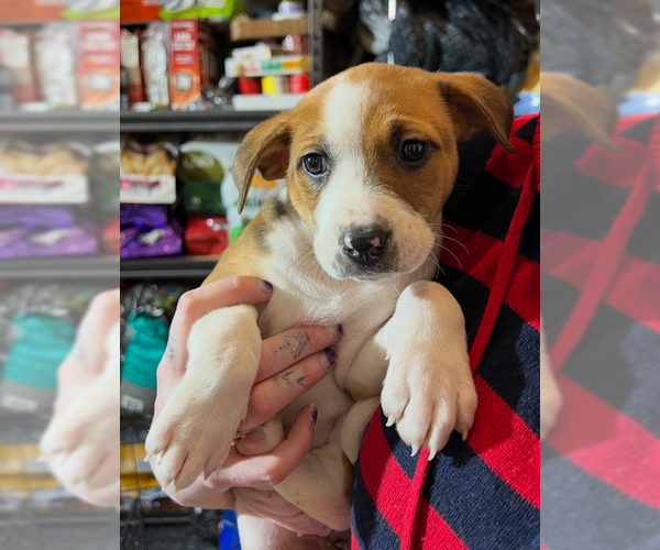 Medium Photo #1 Labrador Retriever-Unknown Mix Puppy For Sale in MIDWAY, UT, USA