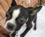 Small Photo #2 Boston Terrier Puppy For Sale in GILMER, TX, USA
