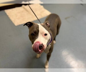 American Pit Bull Terrier Dogs for adoption in Denver, CO, USA