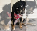 Small #1 Australian Shepherd Mix