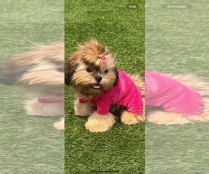 Shih Tzu Puppy for sale in RANDALLSTOWN, MD, USA