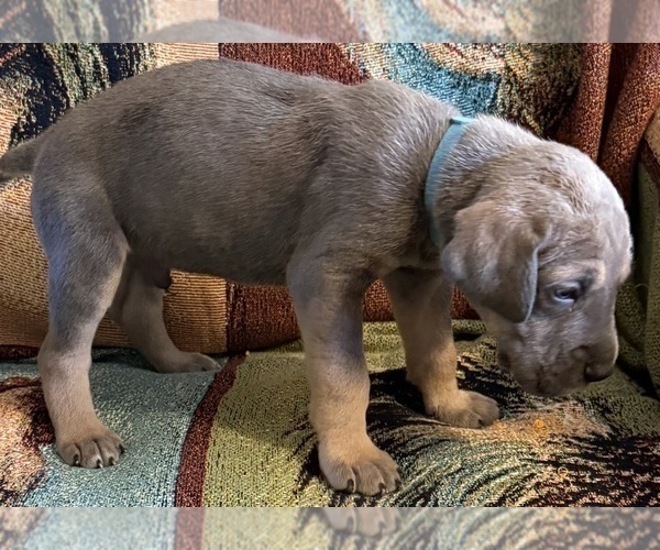 Medium Photo #2 Great Dane Puppy For Sale in GALLOWAY, OH, USA