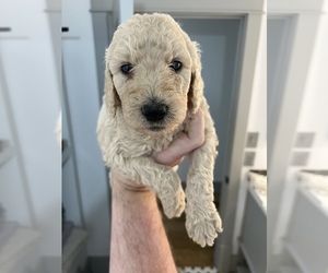 Goldendoodle-Poodle (Standard) Mix Puppy for sale in PORTLAND, OR, USA