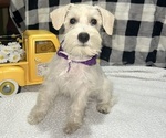 Puppy Big Girl Schnauzer (Miniature)