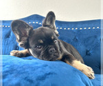 Small Photo #10 French Bulldog Puppy For Sale in PASADENA, CA, USA