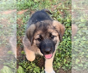 German Shepherd Dog-Great Pyrenees Mix Puppy for sale in LINDEN, VA, USA