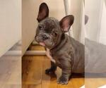 Small Photo #4 French Bulldog Puppy For Sale in BRIDGEWATER, NJ, USA