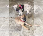 Small Photo #2 Mutt Puppy For Sale in San Diego, CA, USA