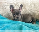 Small #6 French Bulldog