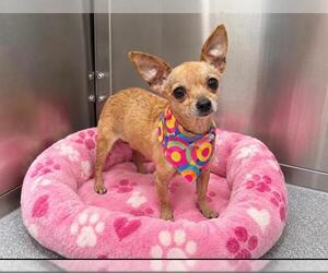 Miniature Pinscher-Unknown Mix Dogs for adoption in Orange, CA, USA