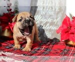 Small Photo #3 English Bulldog Puppy For Sale in CLARKSVILLE, MD, USA