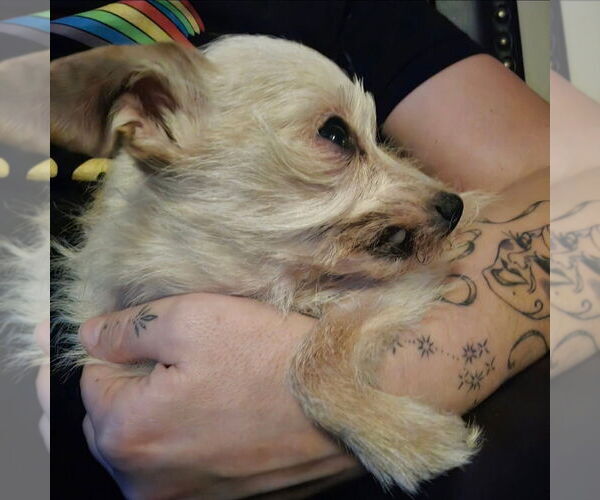 Medium Photo #4 ShiChi Puppy For Sale in Aurora, IN, USA