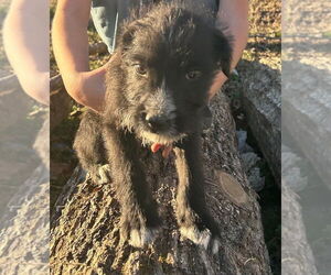 Labrador Retriever-Unknown Mix Dogs for adoption in Foristell, MO, USA
