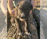 Small Labrador Retriever Mix